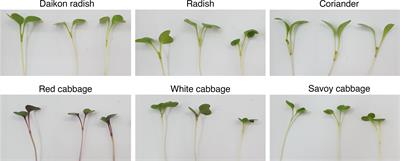 Applying productivity and phytonutrient profile criteria in modelling species selection of microgreens as Space crops for <mark class="highlighted">astronaut</mark> consumption